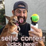 chihuahua selfie contest widget