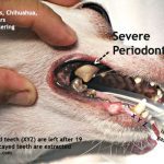 chihuahua severe periodontitis