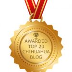 top20 chihuahua site