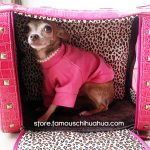 chihuahua legally blonde petcarrier