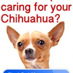 need help caring chihuahua