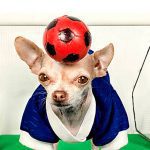 chihuahua worldcup soccer