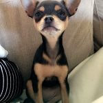 mable famous chihuahua