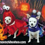 annie bella halloween chihuahuas