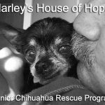 harley s house of hope frankie