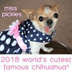 miss pickles cutest chihuahua 2018