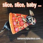 pizza chihuahua