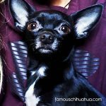 ellie famous chihuahua
