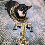 timmy famous chihuahua