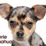 what are merle chihuahuas