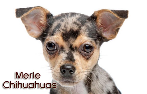 what are merle chihuahuas