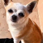 slygirl famous chihuahua