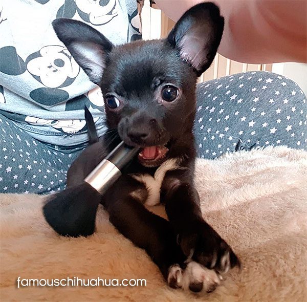 Meet Thor A Tiny Black Chihuahua Puppy From Liverpool England Famous Chihuahua
