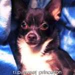 rip princeton chihuahua