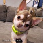 happy famous chihuahua