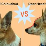 applehead chihuahua verses deerhead chihuahua