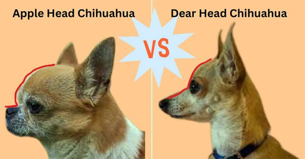 applehead chihuahua verses deerhead chihuahua