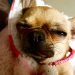 why chihuahuas snore