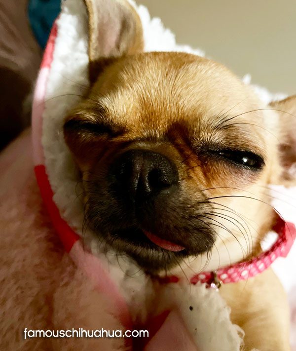 why chihuahuas snore