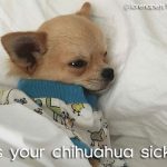 sick chihuahua puppy