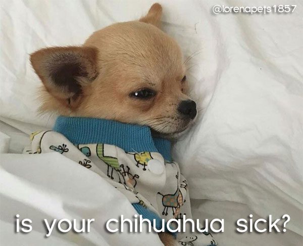 what are the signs of a sick puppy