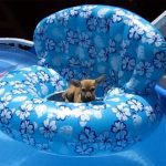 chihuahua on floaty relaxing in pool
