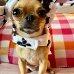 keep-your-chihuahua-safe this-Halloween