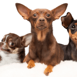 Famous Chihuahua chihuahua dogs 2