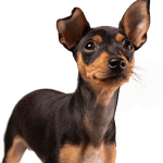 Famous Chihuahua dog ebook reviews