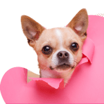 Famous Chihuahua dog with paper heart