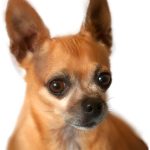 Famous Chuhihaha Teaka International Chihuahua Day
