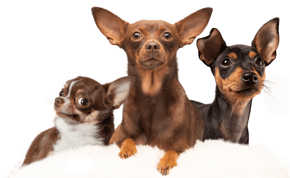 Famous Chihuahua chihuahua dogs