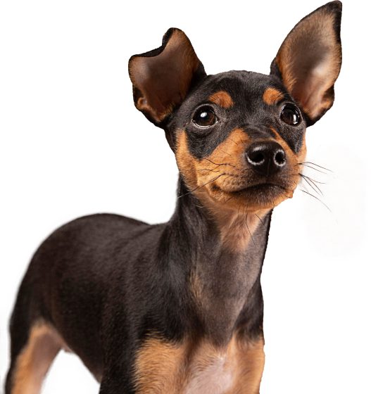 Famous Chihuahua dog ebook reviews 2