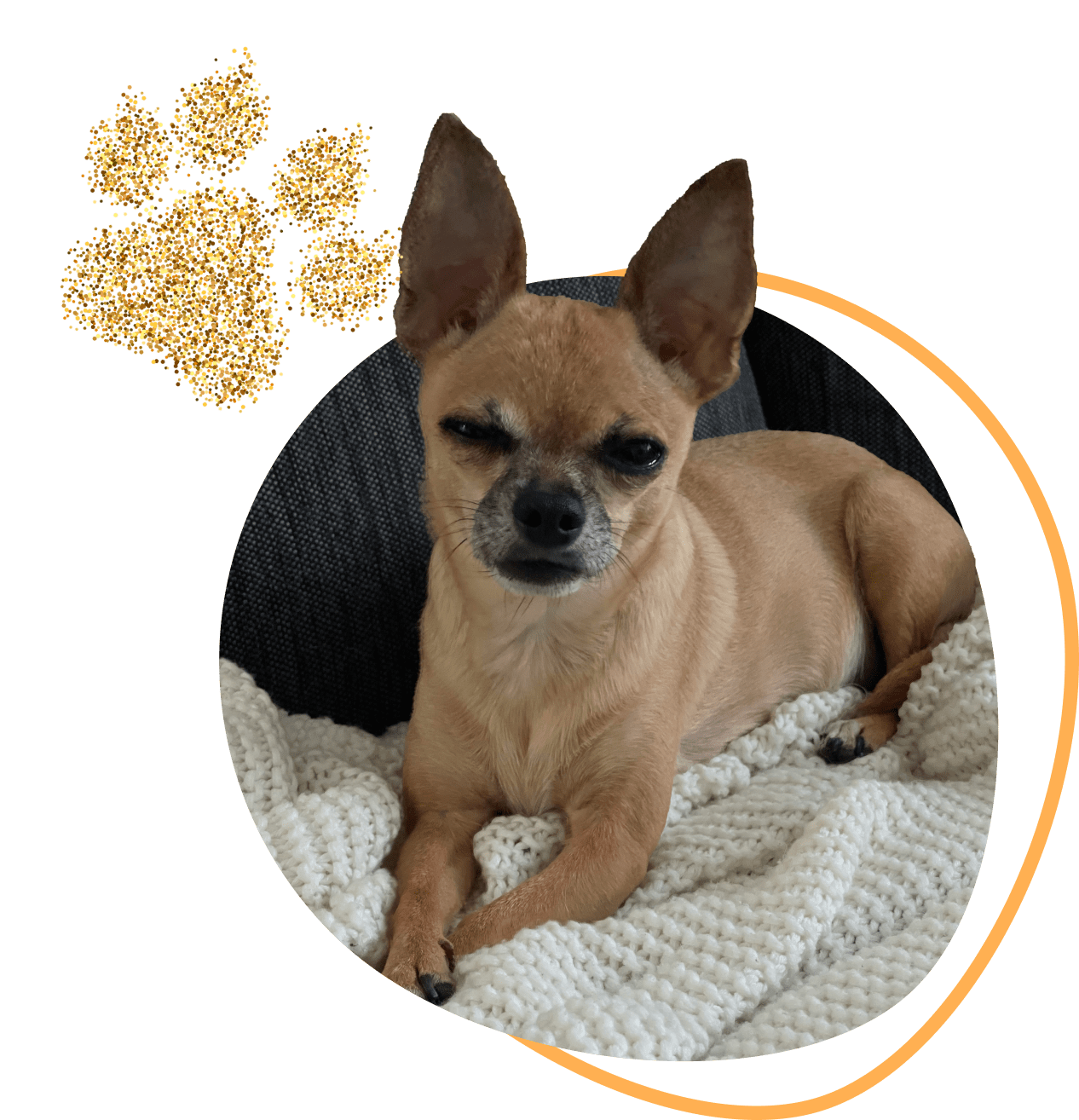 Famous Chihuahua facts