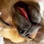 funny chihuahua asleep snoring tongue out