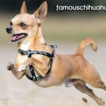 chihuahua dog leaping