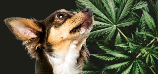 hemp cannabis cbd oil for chihuahuas