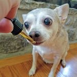 cbd hemp oil chihuahua dropper