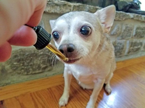 cbd hemp oil chihuahua dropper