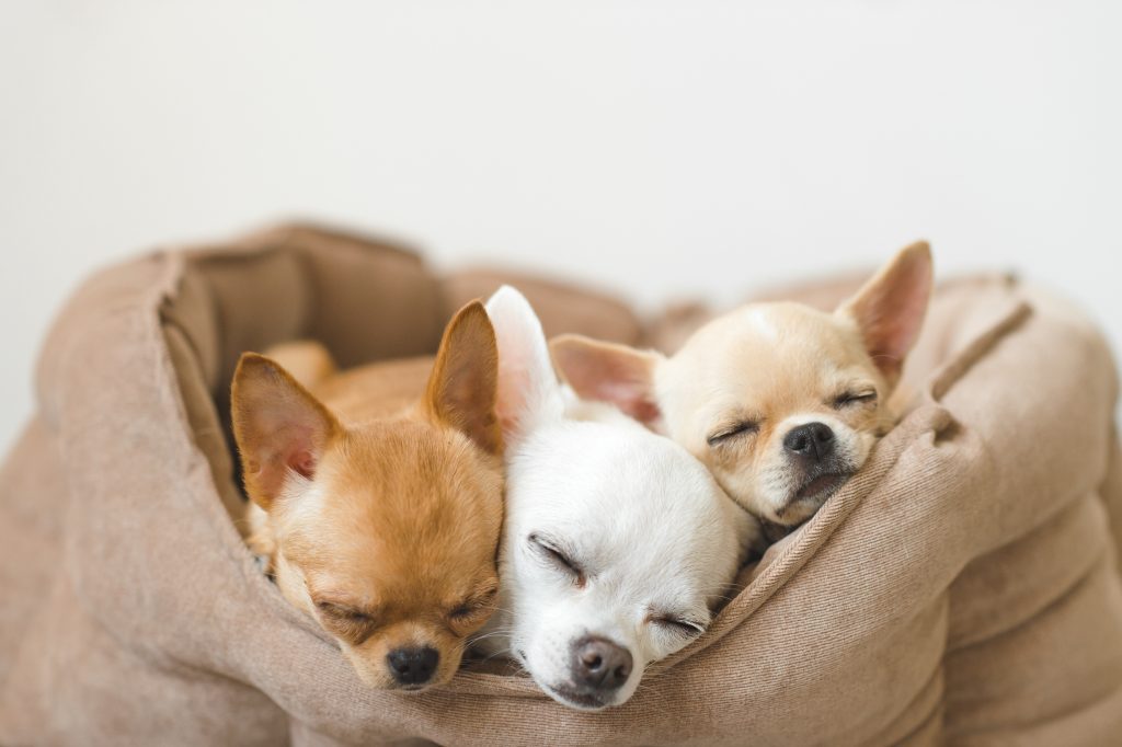 chihuahua puppies napping in a bed