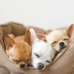 chihuahua puppies napping in a bed