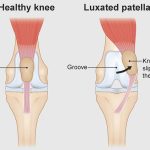 chihuahua luxated patella