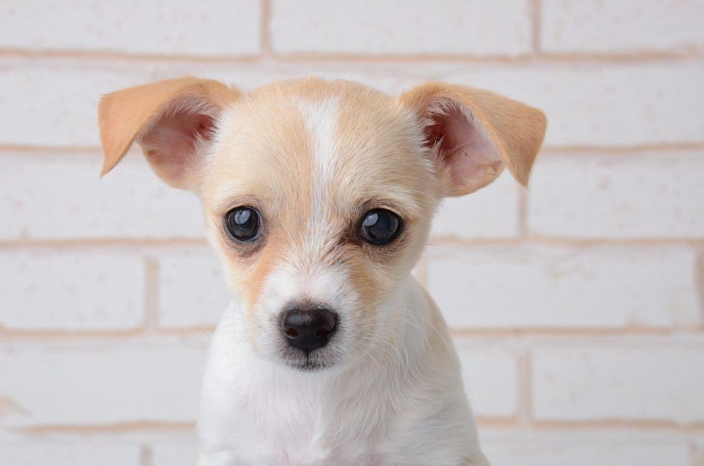 products to buy when you adopt a chihuahua puppy