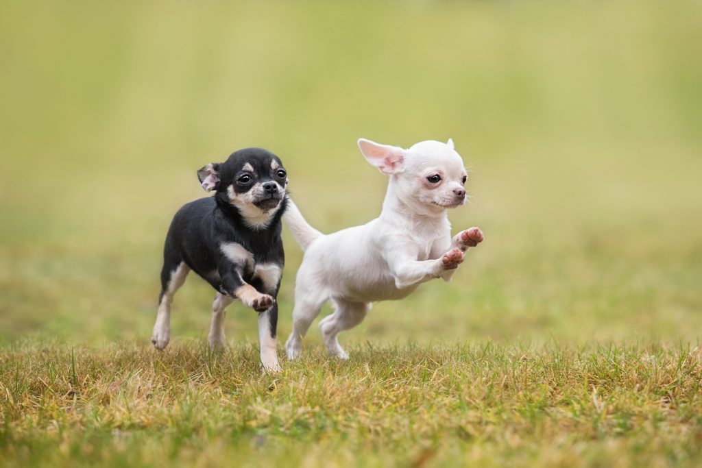 Chihuahua puppies playing