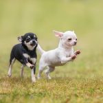 Chihuahua puppies playing