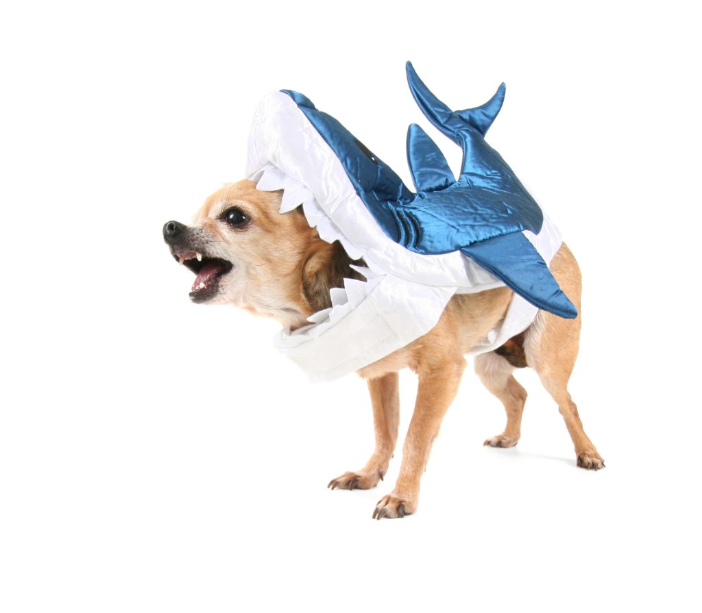 Halloween chihuahua shark costume