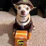 chihuahua ups halloween costume