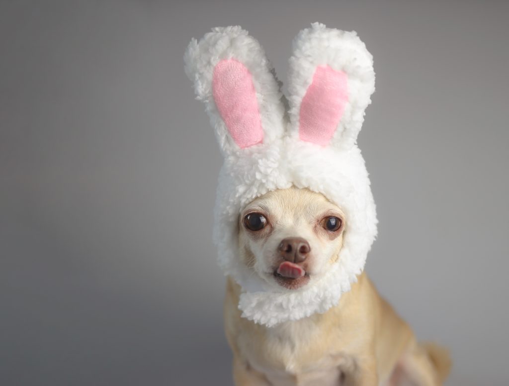 chihuahua in bunny costume 