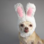 chihuahua in bunny costume