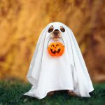 ghost costume for chihuahua